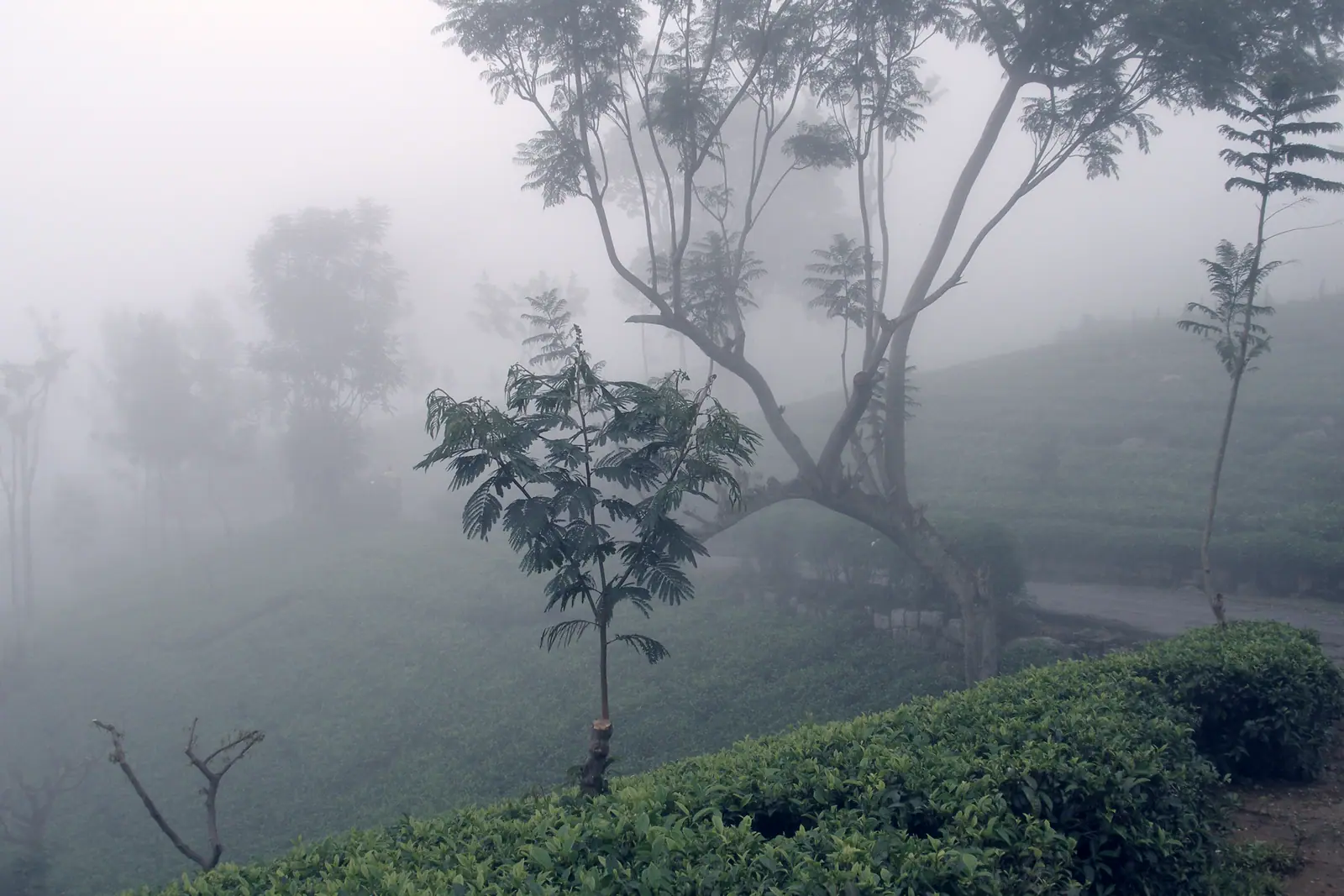 Tea country in fog near Haputale